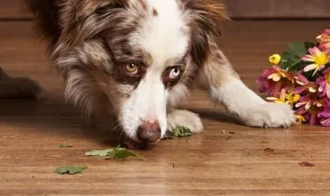 imgi_9_hardwood-care Hardwood Flooring | Bram Flooring